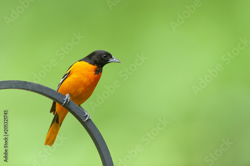 Baltimore Oriole