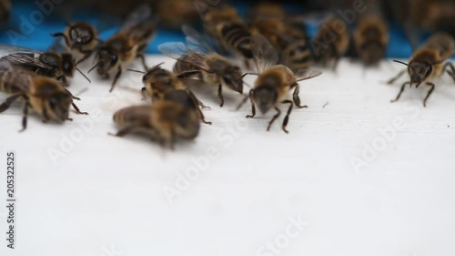 Hives in an apiary