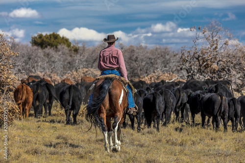 Cowboys on Cattle Drive Gather Angus/Hereford cross cows and calves, San Juan Mountains, Colorado