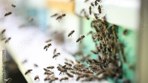 Hives in an apiary
