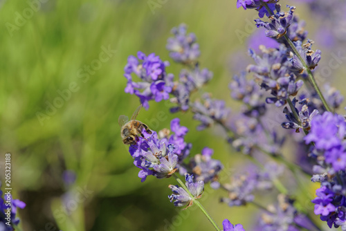 Blossoming lavender  bees are observed in the flowers trying to drink the nectar to carry the honeycomb