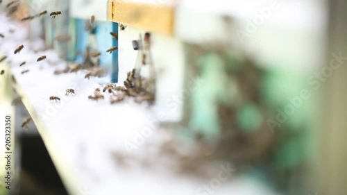 Hives in an apiary