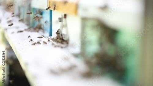 Hives in an apiary