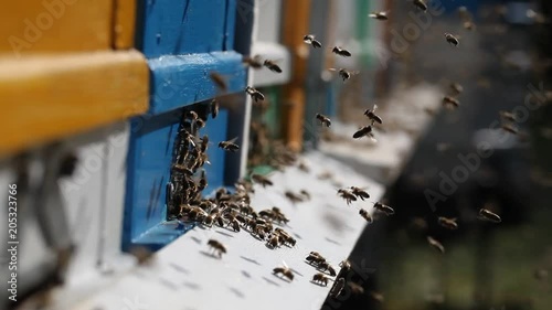 Hives in an apiary