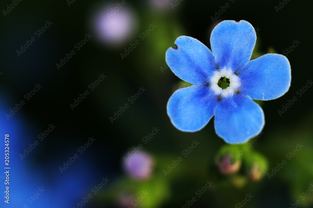 blue spring flowers so close blue spring flowers so close