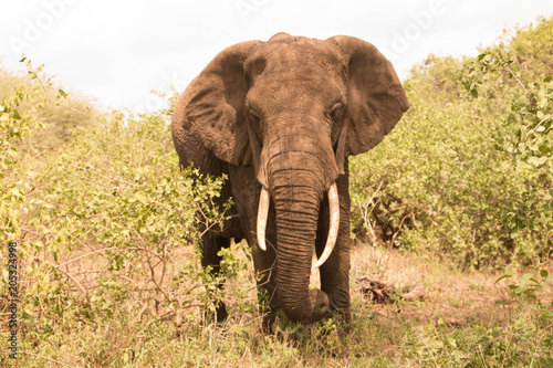 The Large Elephants of Tarangire National Park : The Elephants' Paradise