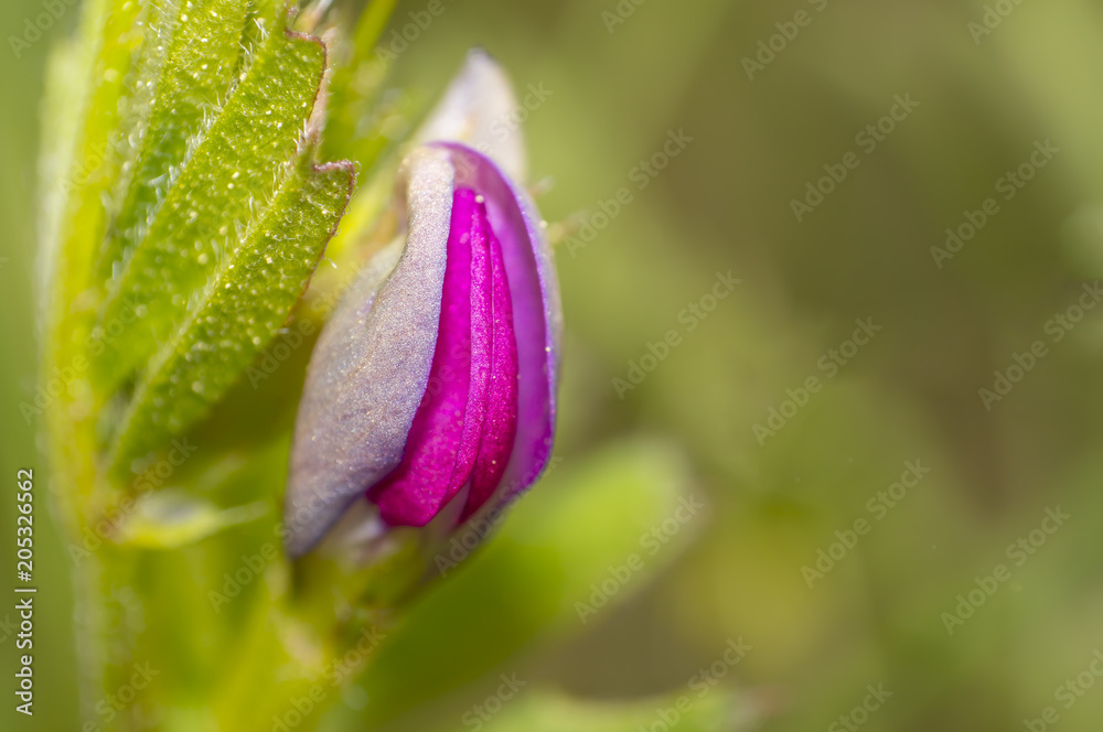 Virgin clover blossom in the summer season Virgin clover blossom in the summer season