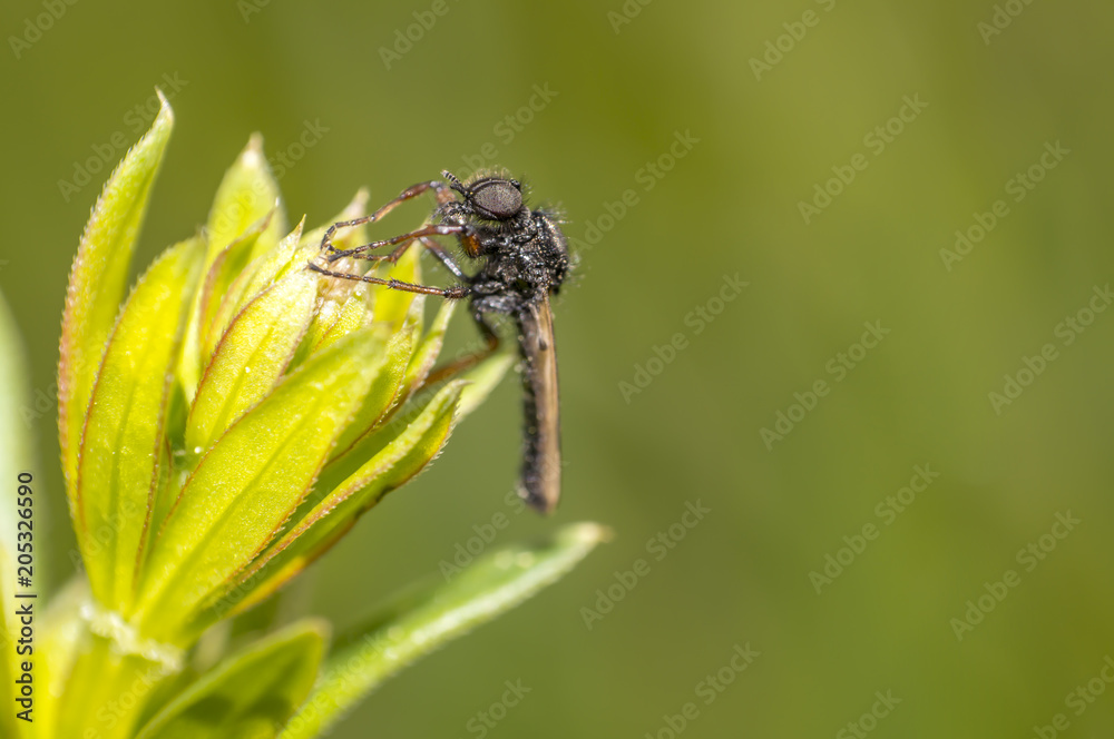 March fly on a herb in the summer season March fly on a herb in the summer season