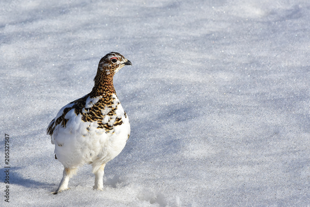 Willow Ptarmigan (Lagopus lagopus) Willow Ptarmigan (Lagopus lagopus)
