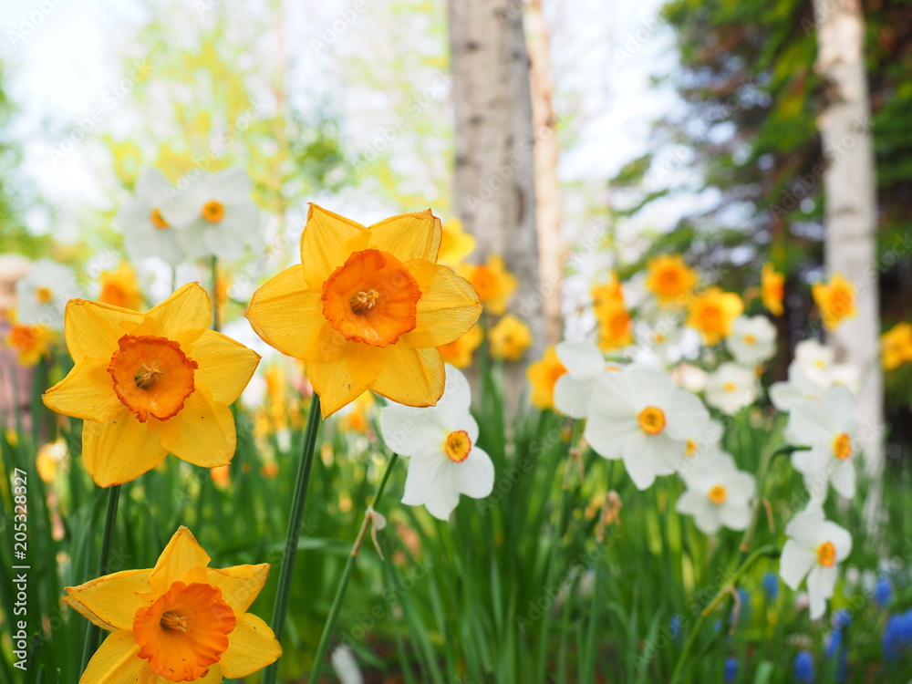 Fototapeta premium 水仙の花畑