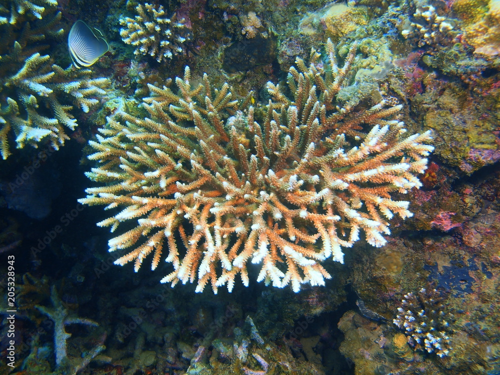 Stone coral