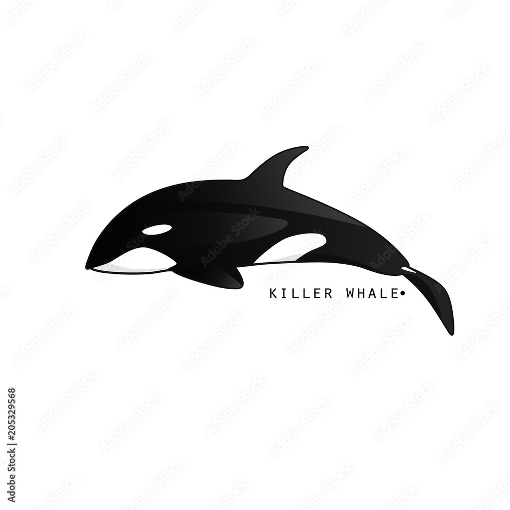 Fototapeta premium Killer whale on a white background. Vector graphic illustration. Can be used like icon, logo, etc.