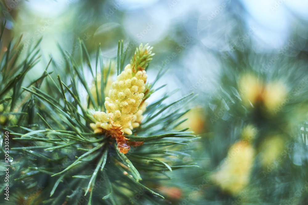 Christmas pine tree with clustered needles on short tree branch with one young yellow little cone. Close-up. Selective focus. Blurred light background. Christmas pine tree with clustered needles on short tree branch with one young yellow little cone. Close-up. Selective focus. Blurred light background.