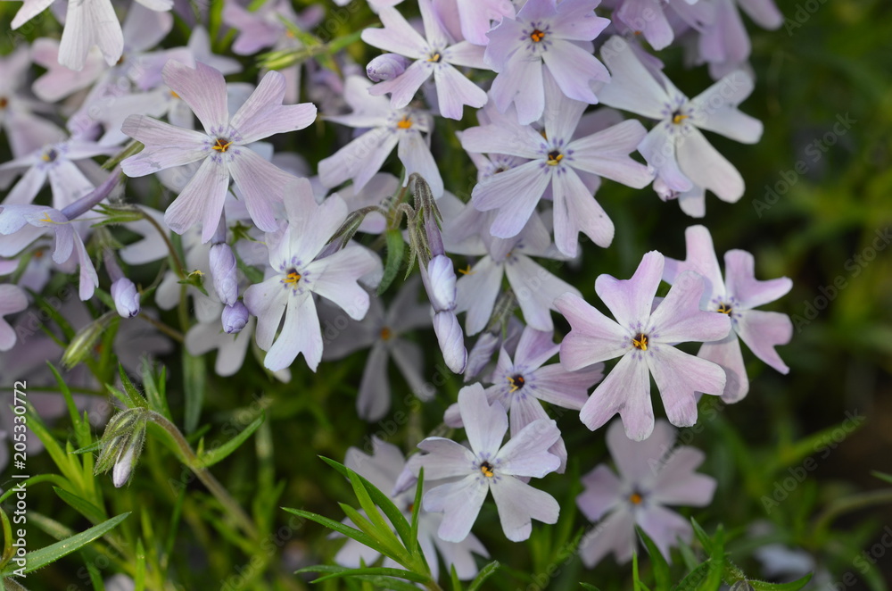 lila Polster - Phlox Stock Photo | Adobe Stock