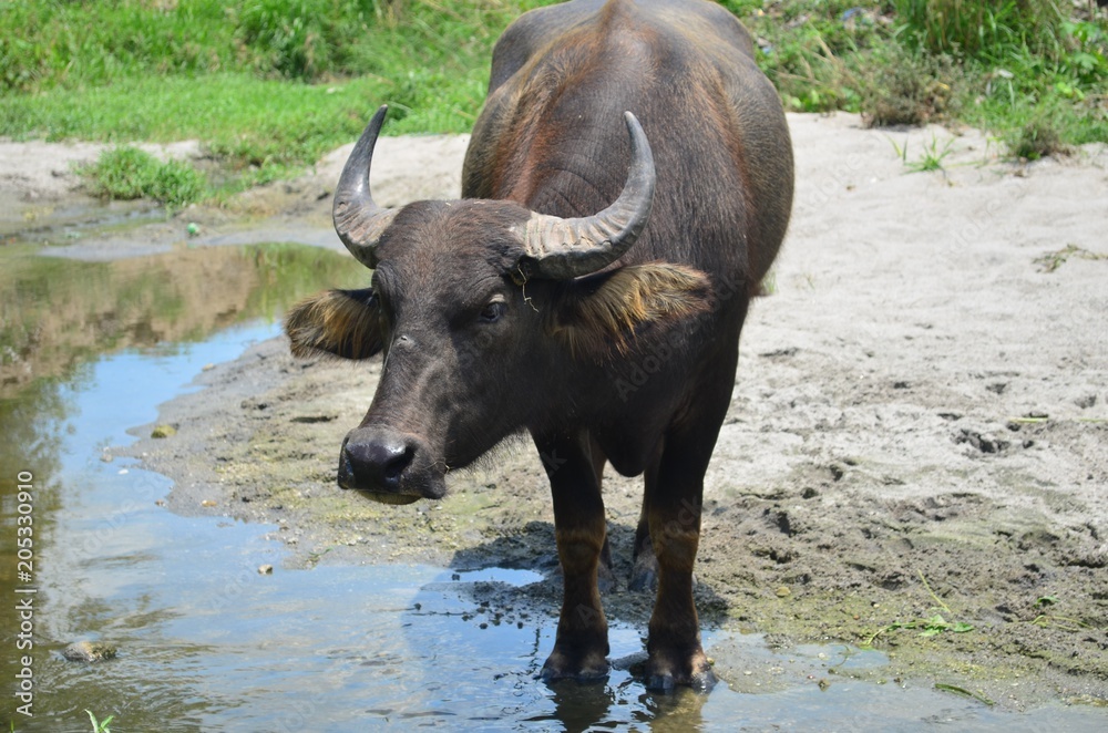 Carabao, water buffalo in the nature of the Philippines. Carabao, water buffalo in the nature of the Philippines.