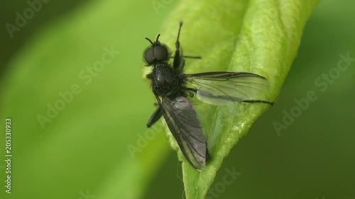 Insect Bibionidae March flies and lovebugs are family of flies Diptera fly, cleans wings on green leaf, macro photo