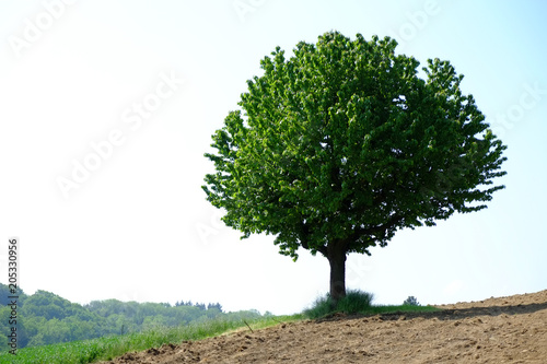 Einzelstehender Baum auf einem Feld