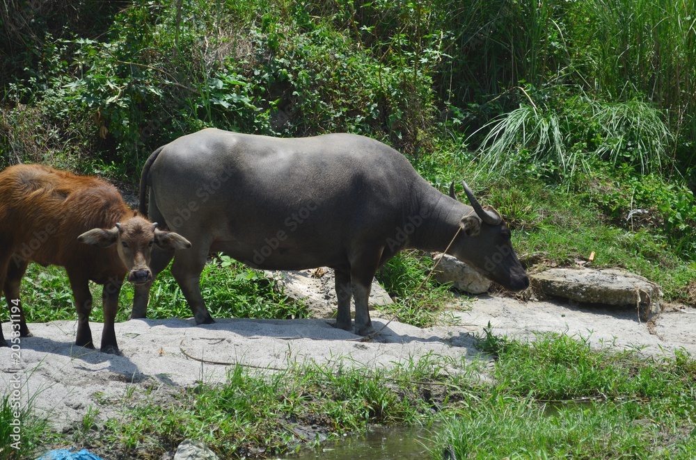 Carabao, water buffalo in the nature of the Philippines. Carabao, water buffalo in the nature of the Philippines.