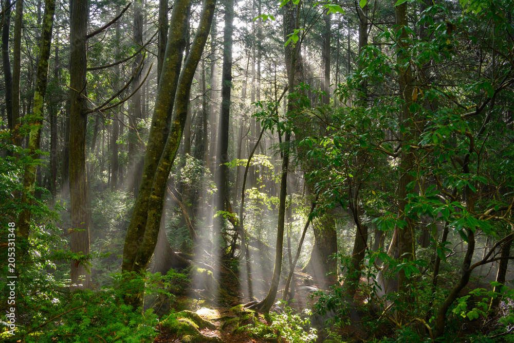 Naklejka premium 雨上がりの青木ヶ原樹海