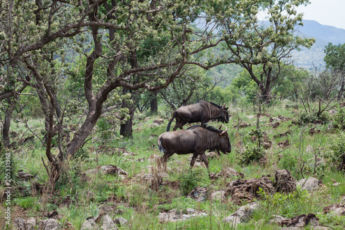 Antelopes coming out of the forest in African safari