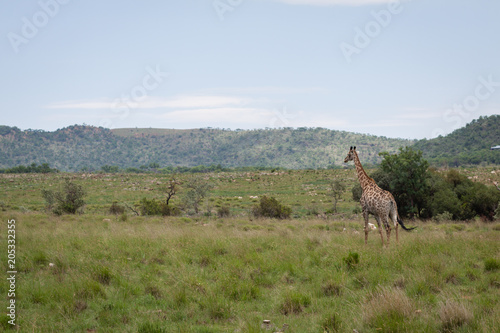 Giraffe walking in the middle of grass and trees in the African savanna