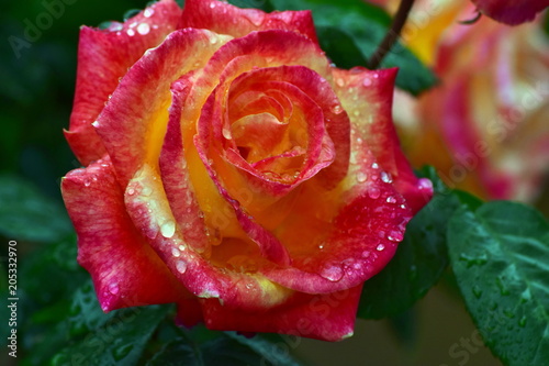 Beautiful bright big rose in the water drops in the rain.