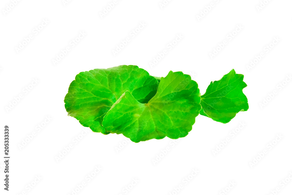 Centella asiatica was placed on a white background. Centella asiatica was placed on a white background.
