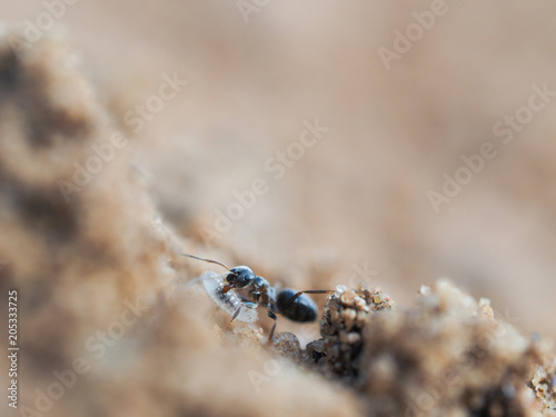 A small ant carries a larva. Background sand © kozorog