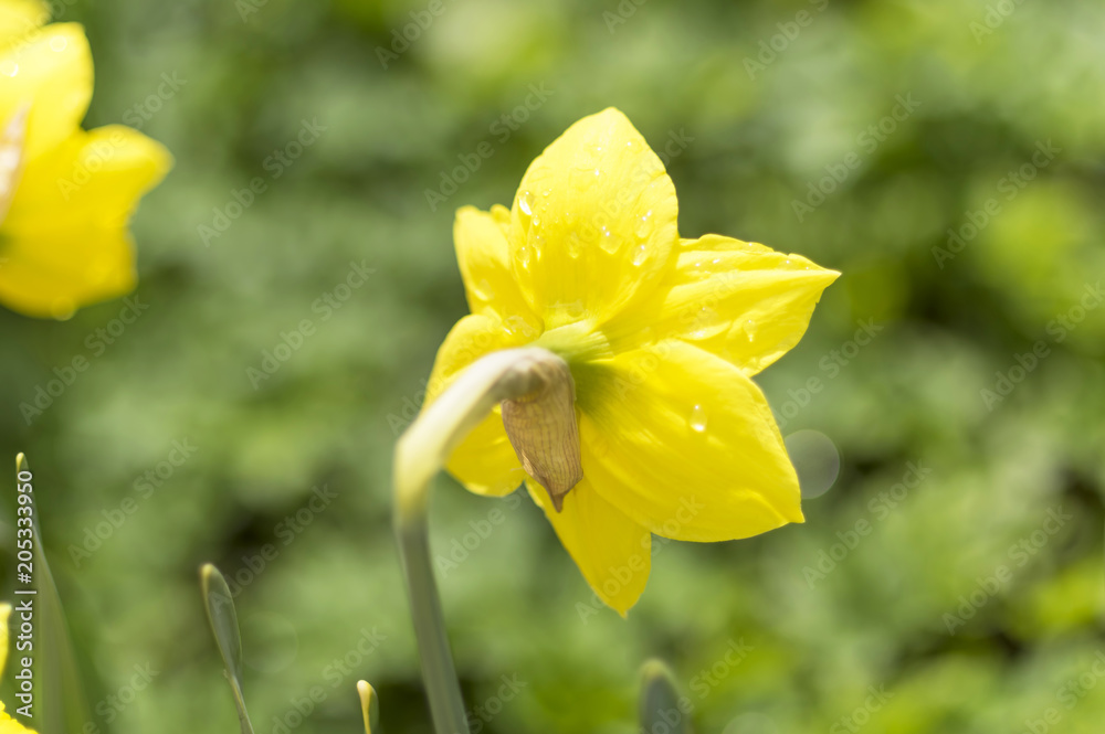 Yellow daffodil with water droplets on a green grass background, Yellow daffodil with water droplets on a green grass background,