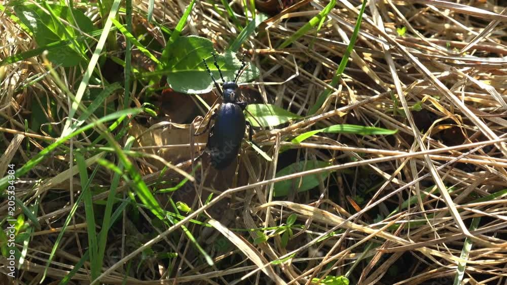 Big black beetle creeps in the green grass, American Oil Beetles are type of Blister beetle, macro insect Big black beetle creeps in the green grass, American Oil Beetles are type of Blister beetle, macro insect