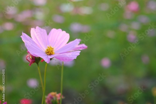 pink flower in garden © patita88