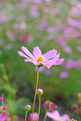 cosmos pink flower in the garden