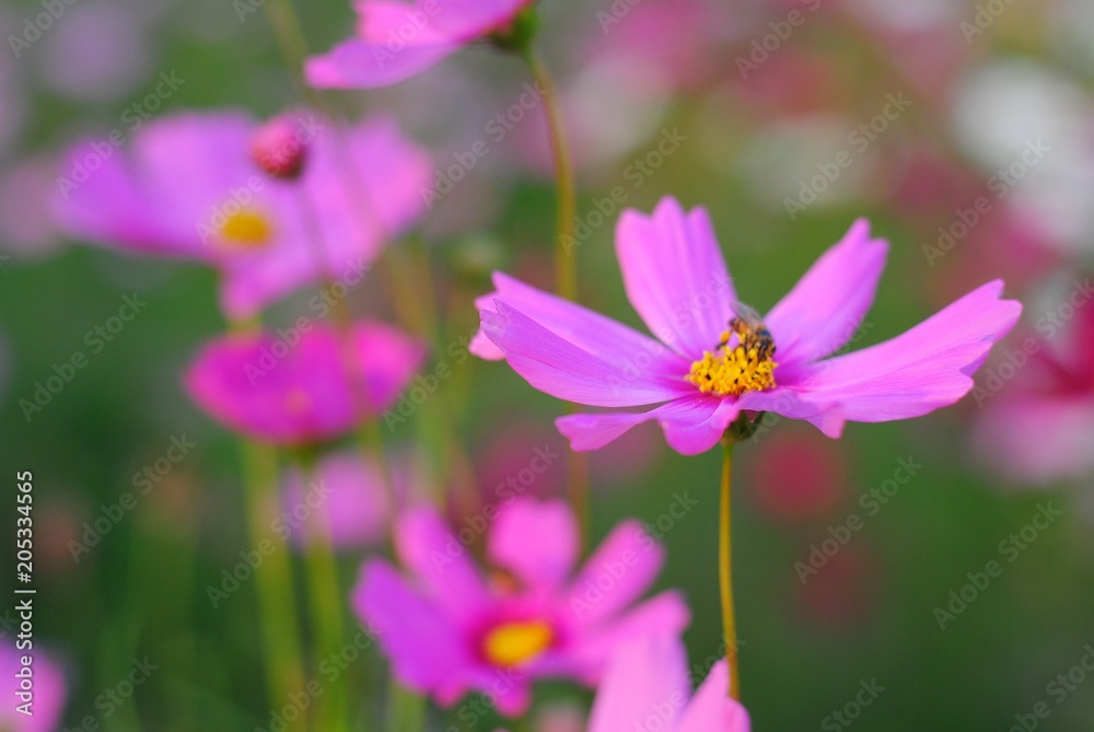 pink cosmos flower blooming in the field
pink cosmos flower blooming in the field