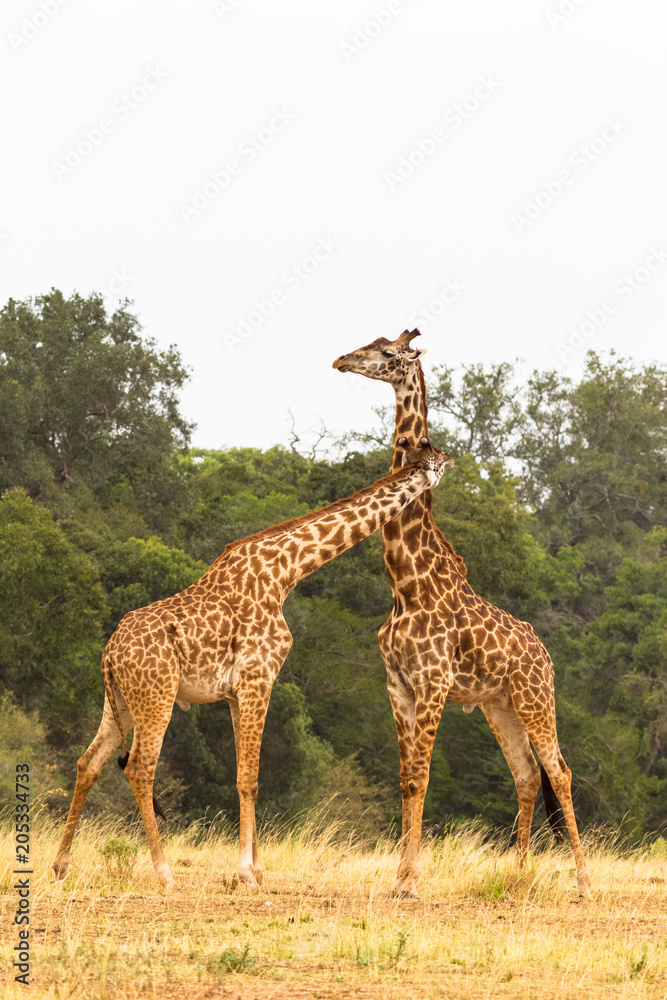 Obraz premium Duel giraffes in the savannah. Masai Mara, Kenya