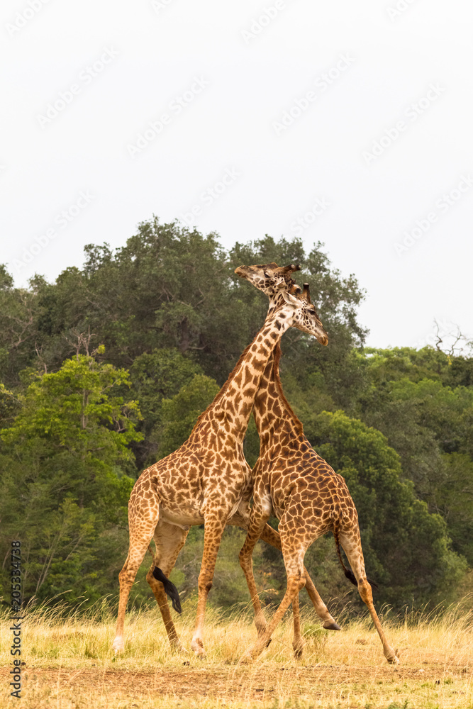 Fototapeta premium The battle of giraffes. Kenya, Africa