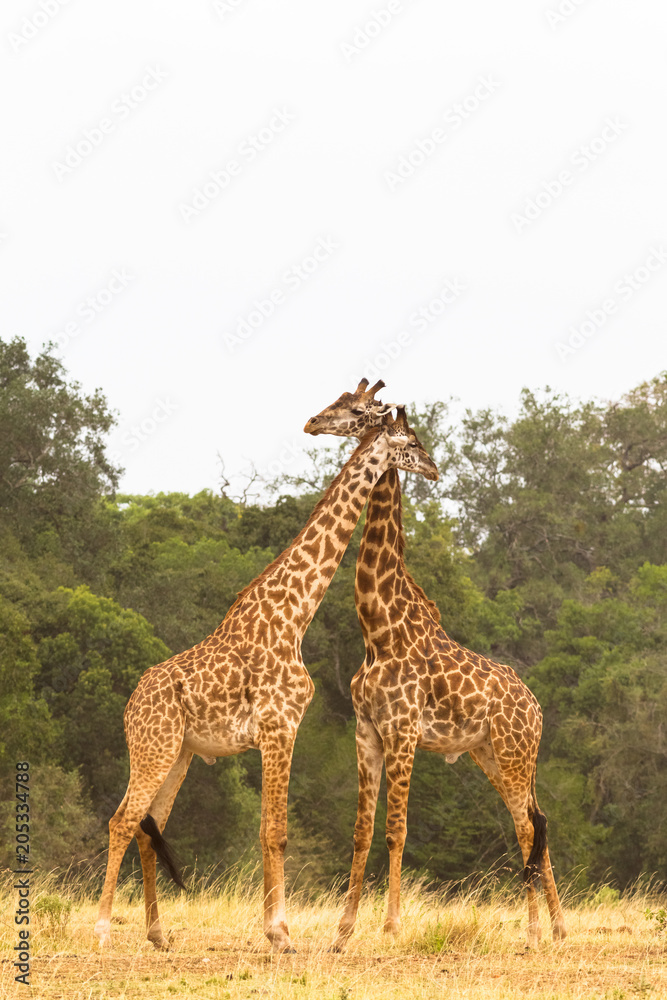 Obraz premium The battle of giraffes in the savannah. Kenya, Africa