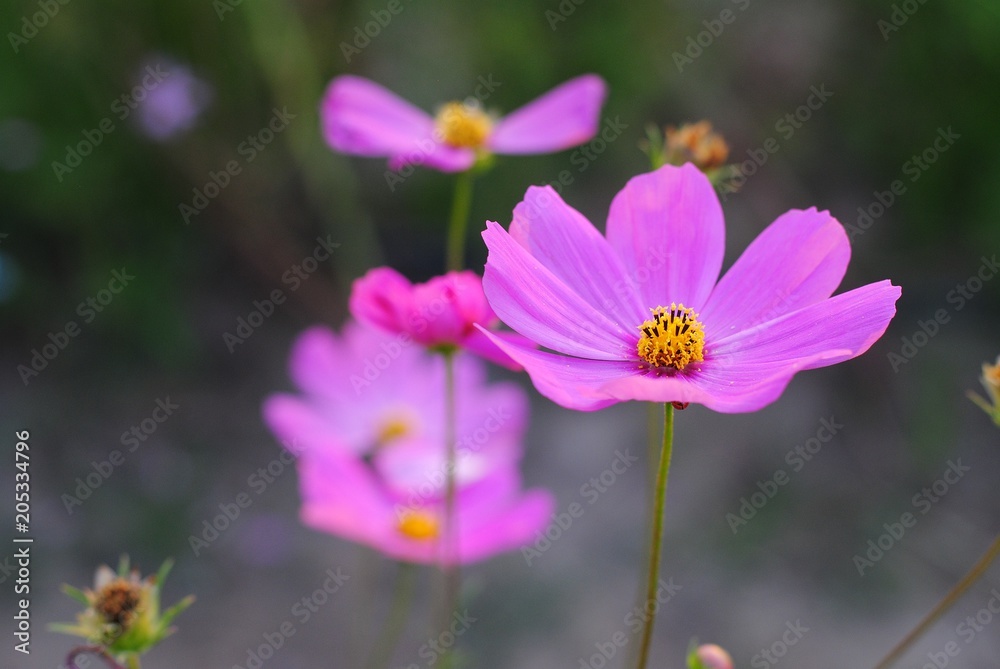 pink cosmos flower blooming in the field
pink cosmos flower blooming in the field