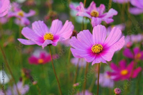 pink cosmos flower blooming in the field  