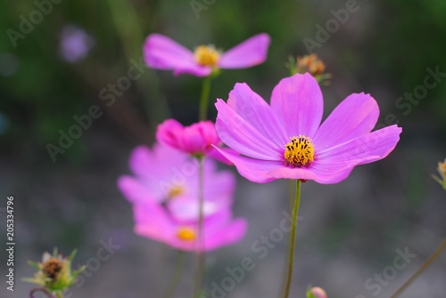 pink cosmos flower blooming in the field  