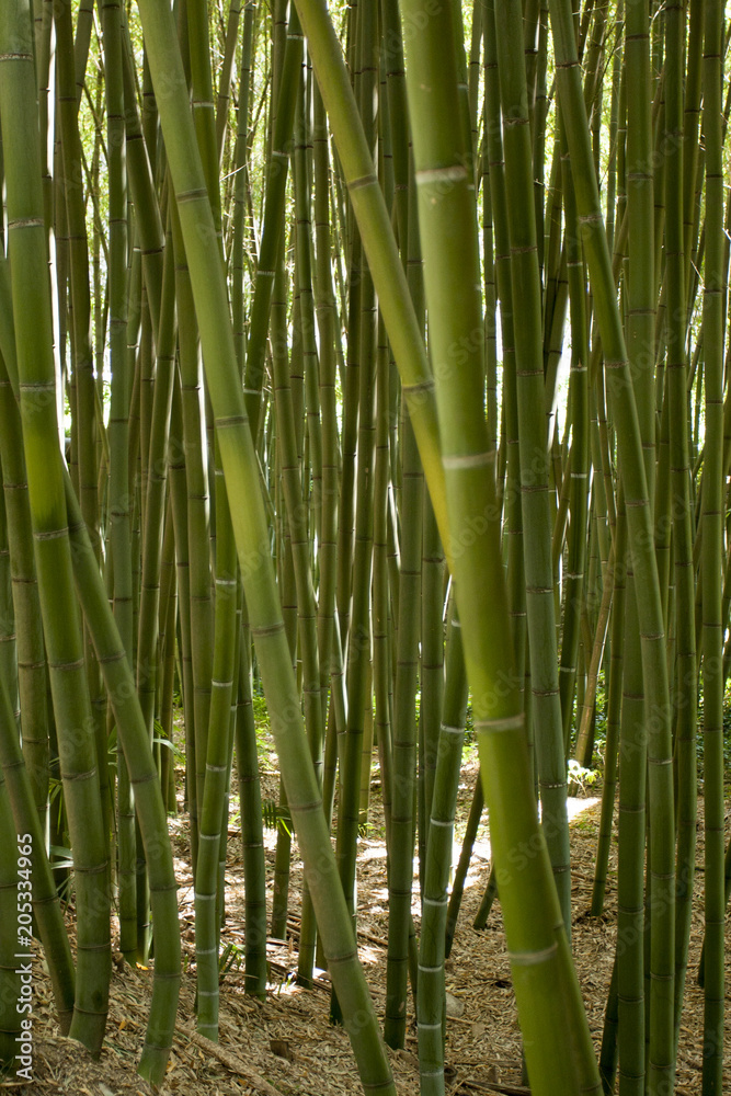 Fototapeta premium Bamboo forest in Anduze France