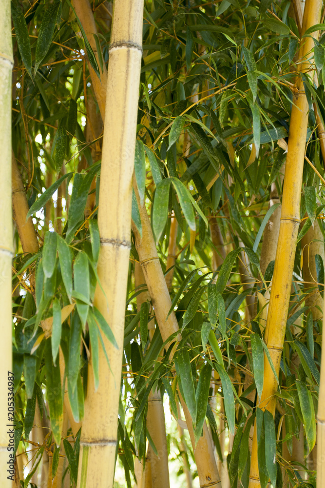 Obraz premium Bamboo forest in Anduze France