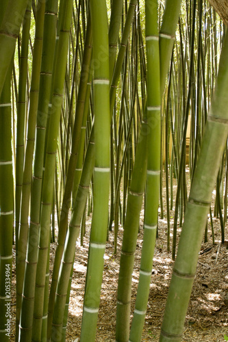 Fototapeta Naklejka Na Ścianę i Meble -  Bamboo forest in Anduze France