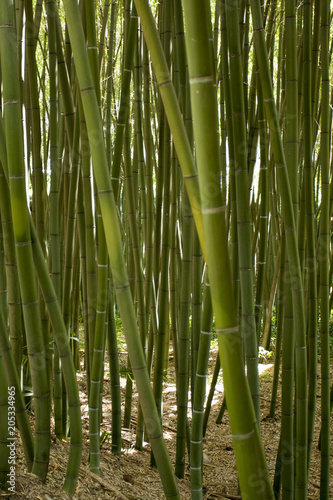 Fototapeta Naklejka Na Ścianę i Meble -  Bamboo forest in Anduze France