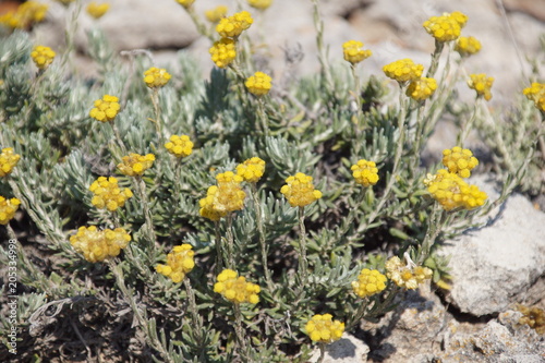 Immortelle (Hélicryse italienne) sur l'île de Minorque, Baléares, Espagne