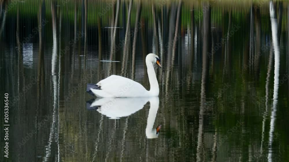 A beautiful white swan swims in the summer on the mirror surface of the pond in the park in search of food. Birds in the wild nature. A beautiful white swan swims in the summer on the mirror surface of the pond in the park in search of food. Birds in the wild nature.