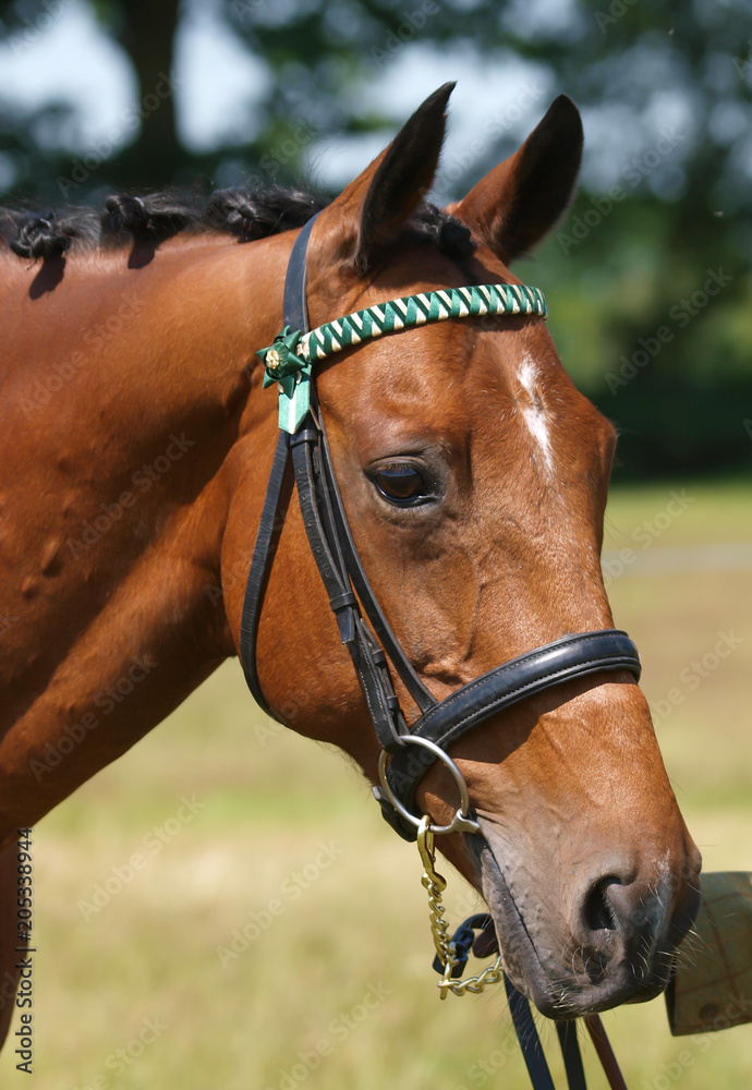 Fototapeta premium Chestnut Horse Head Shot