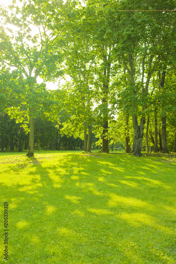 Obraz premium Forest sun