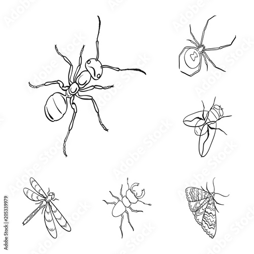 Different kinds of insects outline icons in set collection for design. Insect arthropod vector isometric symbol stock web illustration.