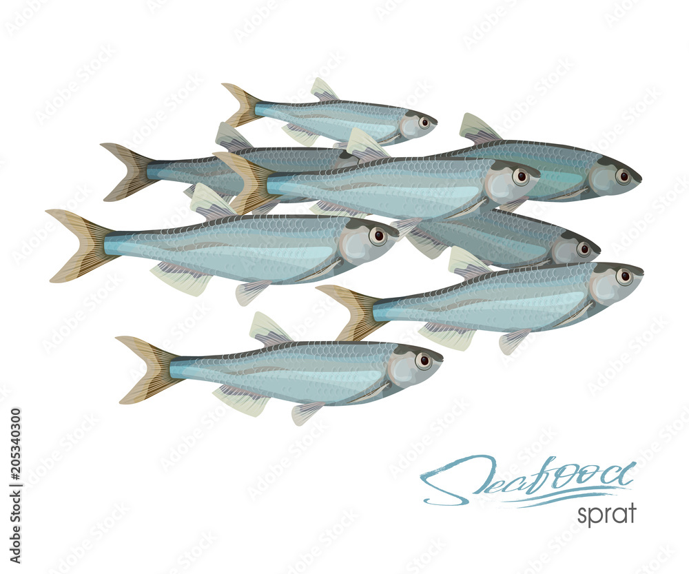 Sprat sketch vector fish icon. Isolated marine atlantic ocean sprats. Isolated symbol for seafood restaurant sign or emblem, fishing club or fishery market Sprat sketch vector fish icon. Isolated marine atlantic ocean sprats. Isolated symbol for seafood restaurant sign or emblem, fishing club or fishery market