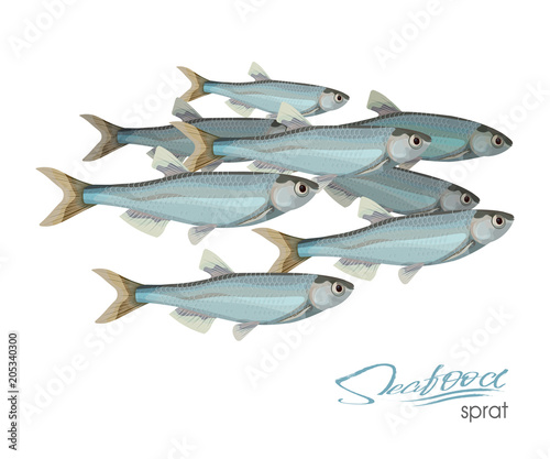 Sprat sketch vector fish icon. Isolated marine atlantic ocean sprats. Isolated symbol for seafood restaurant sign or emblem, fishing club or fishery market